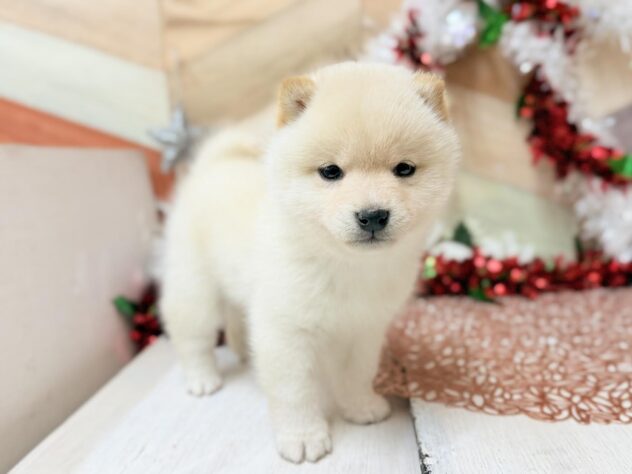 高知県の豆柴 (ワンキャラット アミーゴ高知店/2025年10月25日生まれ/男の子/白)の子犬の2枚目の画像