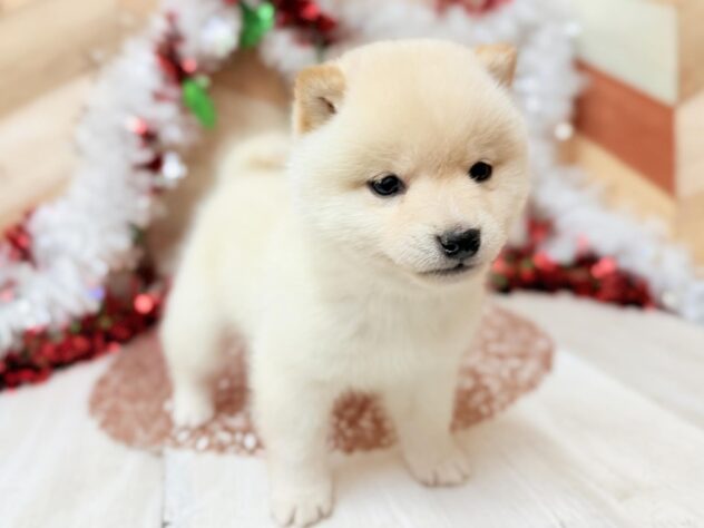 高知県の豆柴 (ワンキャラット アミーゴ高知店/2025年10月25日生まれ/男の子/白)の子犬の4枚目の画像