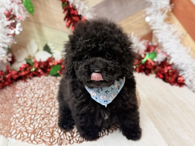 高知県のトイプードル(トイ) (ワンキャラット アミーゴ高知店/2025年10月28日生まれ/男の子/ブラック)の子犬の3枚目の画像