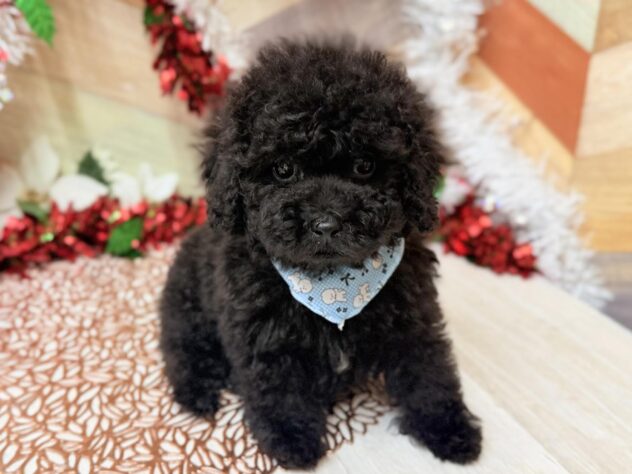 高知県のトイプードル(トイ) (ワンキャラット アミーゴ高知店/2025年10月28日生まれ/男の子/ブラック)の子犬の4枚目の画像