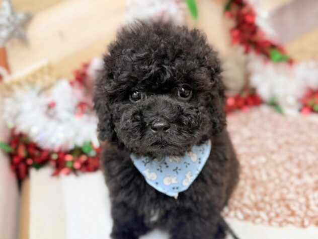 高知県のトイプードル(トイ) (ワンキャラット アミーゴ高知店/2025年10月28日生まれ/男の子/ブラック)の子犬の1枚目の画像