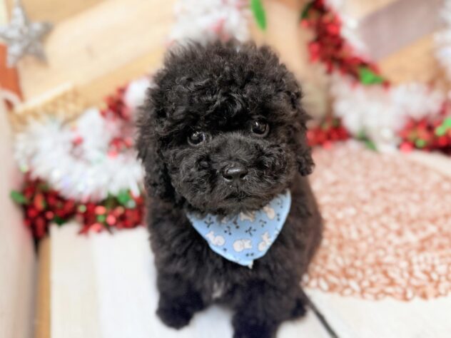 高知県のトイプードル(トイ) (ワンキャラット アミーゴ高知店/2025年10月28日生まれ/男の子/ブラック)の子犬の2枚目の画像