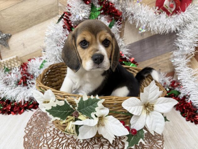 高知県のビーグル (ワンキャラット アミーゴ高知店/2025年10月30日生まれ/女の子/ブラックタンホワイト)の子犬の3枚目の画像