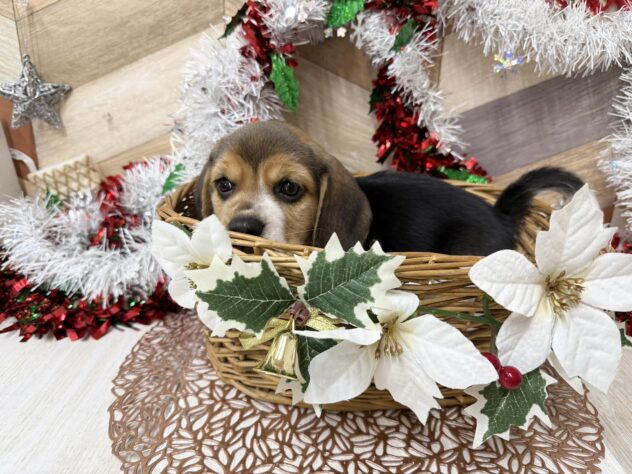 高知県のビーグル (ワンキャラット アミーゴ高知店/2025年10月30日生まれ/女の子/ブラックタンホワイト)の子犬の2枚目の画像