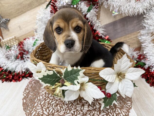 高知県のビーグル (ワンキャラット アミーゴ高知店/2025年10月30日生まれ/女の子/ブラックタンホワイト)の子犬の1枚目の画像