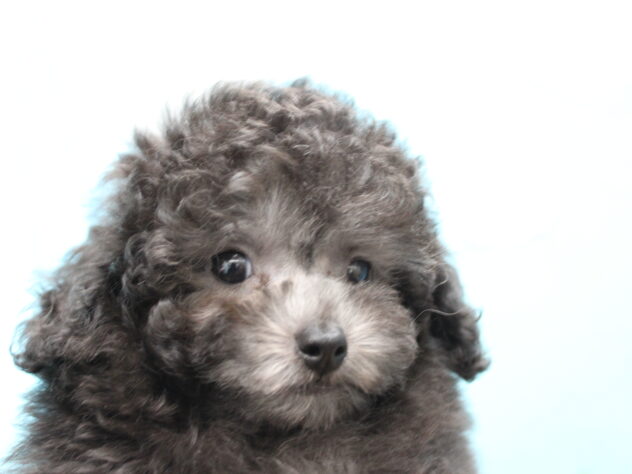 愛媛県のトイプードル(トイ) (アミーゴ今治店/2025年10月3日生まれ/女の子/シルバー)の子犬の3枚目の画像