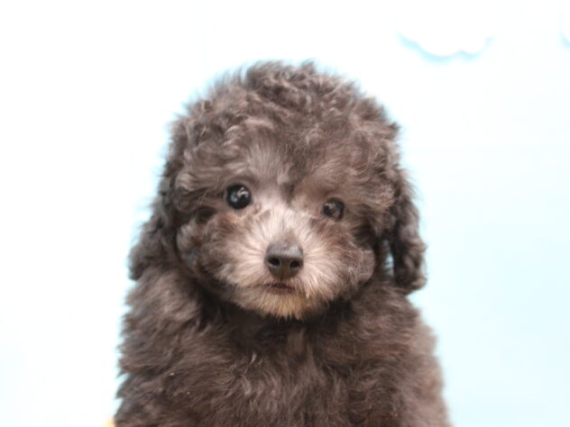 愛媛県のトイプードル(トイ) (アミーゴ今治店/2025年10月3日生まれ/女の子/シルバー)の子犬の1枚目の画像