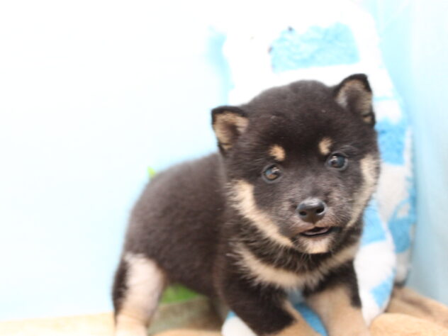 愛媛県の豆柴 (アミーゴ今治店/2025年10月6日生まれ/男の子/黒)の子犬の3枚目の画像