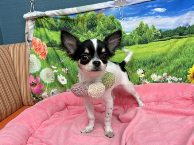 和歌山県のチワワ(ロング) (アミーゴ和歌山太田店/2025年10月6日生まれ/男の子/ブラックタンホワイト)の子犬の2枚目の画像