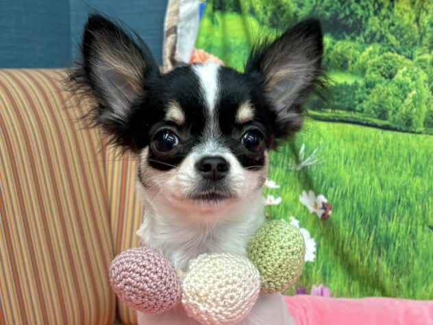 和歌山県のチワワ(ロング) (アミーゴ和歌山太田店/2025年10月6日生まれ/男の子/ブラックタンホワイト)の子犬の1枚目の画像