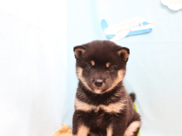 愛媛県の豆柴 (アミーゴ今治店/2025年10月6日生まれ/男の子/黒)の子犬の2枚目の画像