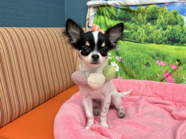 和歌山県のチワワ(ロング) (アミーゴ和歌山太田店/2025年10月6日生まれ/男の子/ブラックタンホワイト)の子犬の3枚目の画像