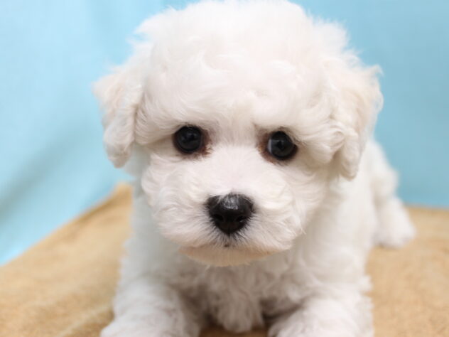 愛媛県のビションフリーゼ (アミーゴ今治店/2025年10月6日生まれ/女の子/ホワイト)の子犬の3枚目の画像