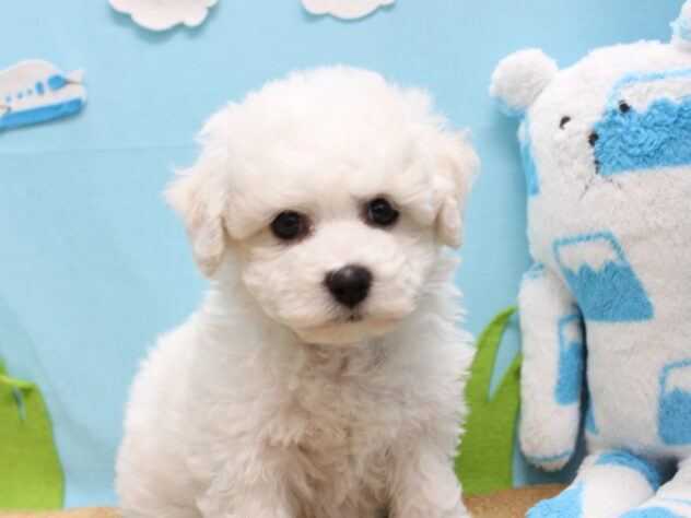 愛媛県のビションフリーゼ (アミーゴ今治店/2025年10月6日生まれ/女の子/ホワイト)の子犬の1枚目の画像