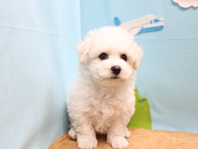 愛媛県のビションフリーゼ (アミーゴ今治店/2025年10月6日生まれ/女の子/ホワイト)の子犬の2枚目の画像