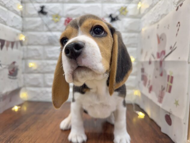 兵庫県のビーグル (ワンキャラット アミーゴ姫路飾磨店/2025年10月2日生まれ/男の子/ブラックタンホワイト)の子犬の3枚目の画像