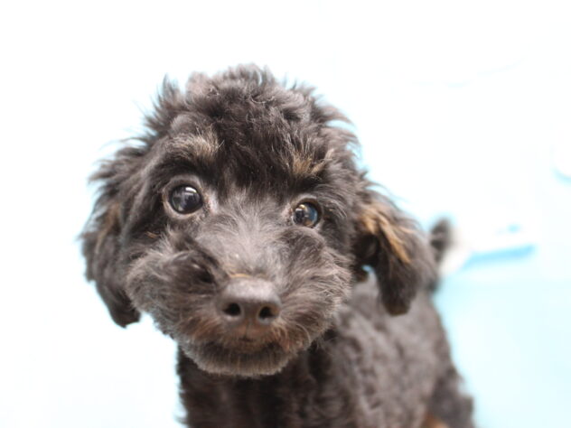 愛媛県のトイプードル(トイ) (アミーゴ今治店/2025年7月20日生まれ/男の子/ブラックタン)の子犬の3枚目の画像