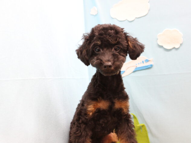 愛媛県のトイプードル(トイ) (アミーゴ今治店/2025年7月20日生まれ/男の子/ブラックタン)の子犬の2枚目の画像