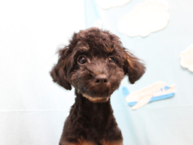 愛媛県のトイプードル(トイ) (アミーゴ今治店/2025年7月20日生まれ/男の子/ブラックタン)の子犬