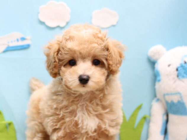 愛媛県のトイプードル(トイ) (アミーゴ今治店/2025年9月29日生まれ/男の子/クリーム)の子犬