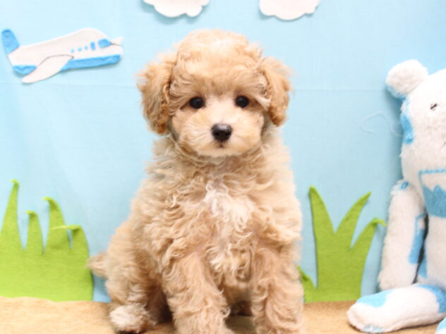 愛媛県のトイプードル(トイ) (アミーゴ今治店/2025年9月29日生まれ/男の子/クリーム)の子犬の3枚目の画像