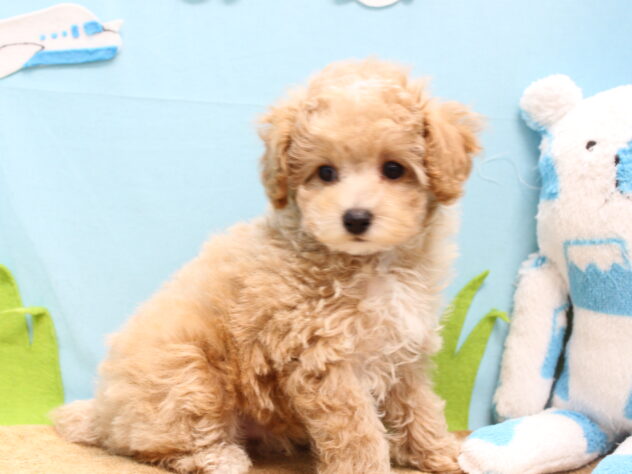 愛媛県のトイプードル(トイ) (アミーゴ今治店/2025年9月29日生まれ/男の子/クリーム)の子犬の2枚目の画像