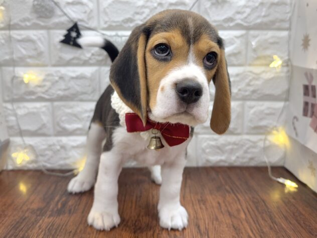 兵庫県のビーグル (ワンキャラット アミーゴ姫路飾磨店/2025年10月2日生まれ/男の子/ブラックタンホワイト)の子犬の4枚目の画像