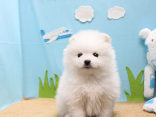 愛媛県のポメラニアン (アミーゴ今治店/2025年10月18日生まれ/男の子/ホワイト)の子犬