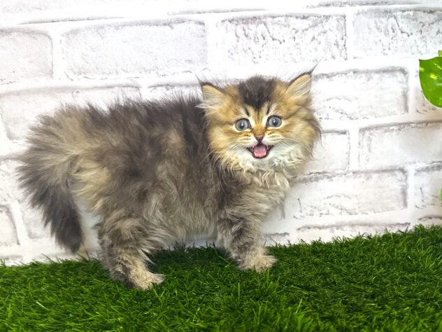 岡山県のスコティッシュフォールド (アミーゴ妹尾店/2025年10月12日生まれ/女の子/シェーデットゴールデン)の子猫の3枚目の画像