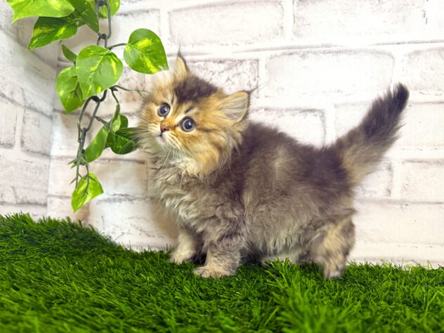 岡山県のスコティッシュフォールド (アミーゴ妹尾店/2025年10月12日生まれ/女の子/シェーデットゴールデン)の子猫の2枚目の画像