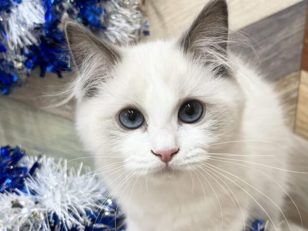 高知県のラグドール (ワンキャラット アミーゴ高知店/2025年10月10日生まれ/女の子/ブルーポイントバイカラー)の子猫の1枚目の画像