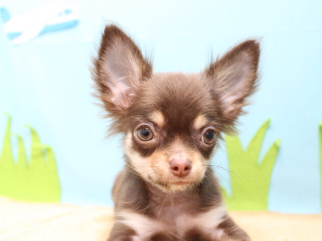 愛媛県のチワワ(ロング) (アミーゴ今治店/2025年9月8日生まれ/男の子/チョコレートタンホワイト)の子犬