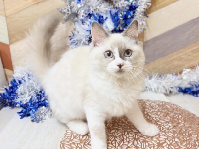 高知県のマンチカン (ワンキャラット アミーゴ高知店/2025年10月4日生まれ/女の子/ブルーポイントホワイト)の子猫の4枚目の画像