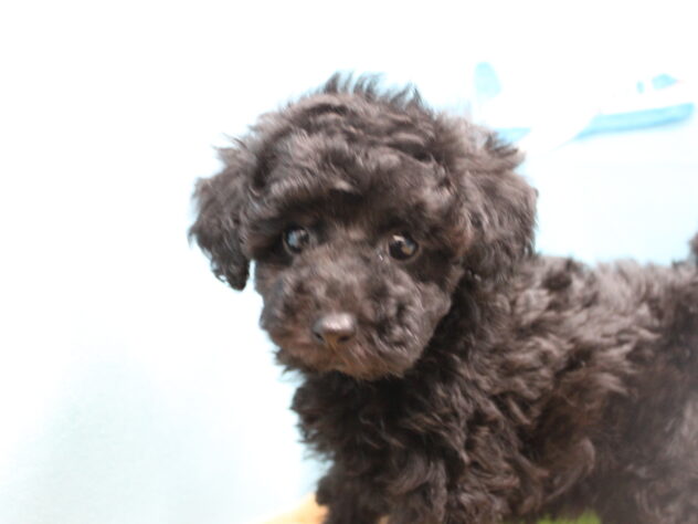 愛媛県のトイプードル(トイ) (アミーゴ今治店/2025年10月23日生まれ/女の子/ブラック)の子犬の3枚目の画像