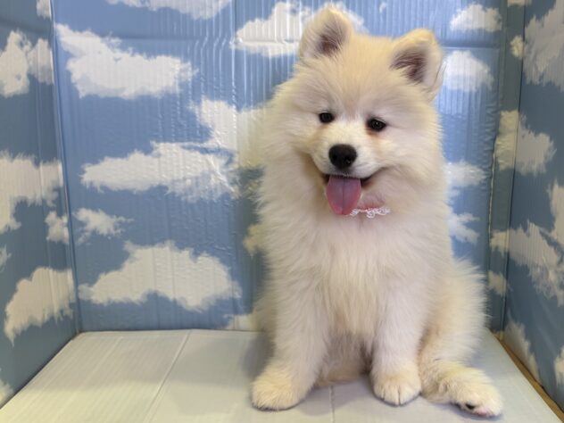 山形県のサモエド (アミーゴ山形北店/2025年9月22日生まれ/女の子/ホワイト)の子犬