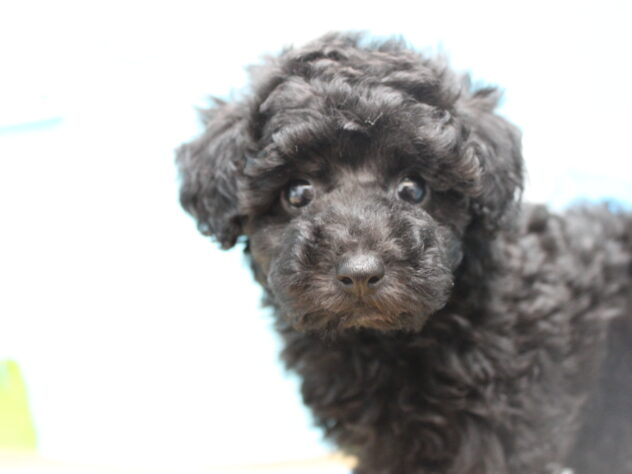 愛媛県のトイプードル(トイ) (アミーゴ今治店/2025年10月23日生まれ/女の子/ブラック)の子犬の1枚目の画像