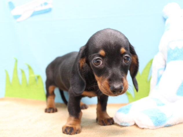 愛媛県のミニチュアダックスフンド(ロング) (アミーゴ今治店/2025年10月21日生まれ/女の子/ブラックタン)の子犬の2枚目の画像