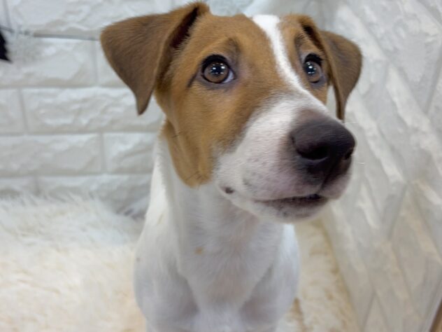 兵庫県のジャックラッセルテリア (ワンキャラット アミーゴ姫路飾磨店/2025年5月19日生まれ/男の子/タンホワイト)の子犬の2枚目の画像