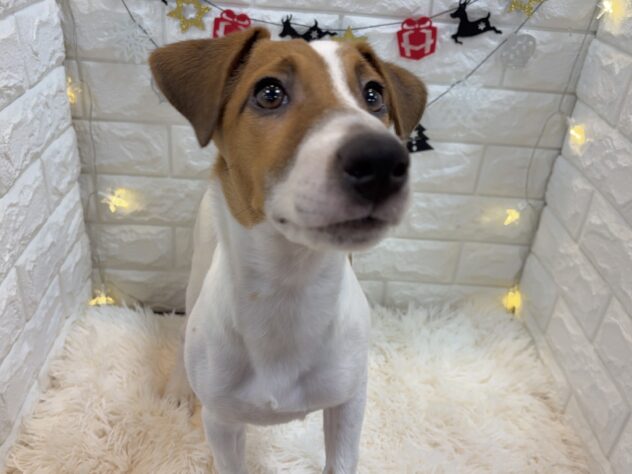 兵庫県のジャックラッセルテリア (ワンキャラット アミーゴ姫路飾磨店/2025年5月19日生まれ/男の子/タンホワイト)の子犬の3枚目の画像