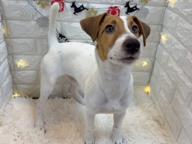 兵庫県のジャックラッセルテリア (ワンキャラット アミーゴ姫路飾磨店/2025年5月19日生まれ/男の子/タンホワイト)の子犬の1枚目の画像