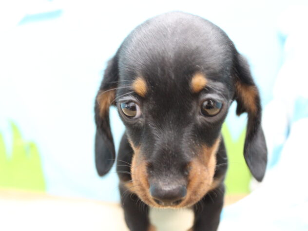 愛媛県のミニチュアダックスフンド(ロング) (アミーゴ今治店/2025年10月21日生まれ/女の子/ブラックタン)の子犬の3枚目の画像
