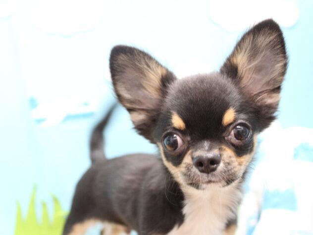 愛媛県のチワワ(ロング) (アミーゴ今治店/2025年8月11日生まれ/男の子/ブラックタンホワイト)の子犬の2枚目の画像