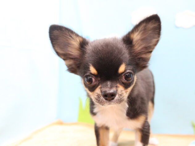 愛媛県のチワワ(ロング) (アミーゴ今治店/2025年8月11日生まれ/男の子/ブラックタンホワイト)の子犬の1枚目の画像
