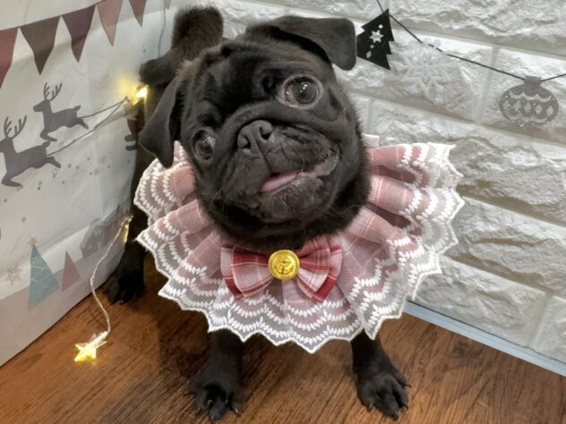 兵庫県のパグ (ワンキャラット アミーゴ姫路飾磨店/2025年7月24日生まれ/女の子/ブラック)の子犬の2枚目の画像