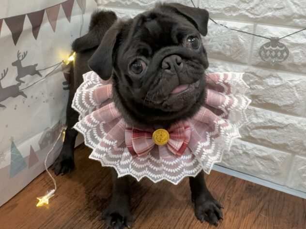 兵庫県のパグ (ワンキャラット アミーゴ姫路飾磨店/2025年7月24日生まれ/女の子/ブラック)の子犬の1枚目の画像