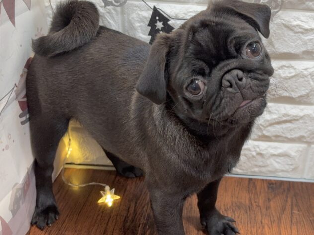 兵庫県のパグ (ワンキャラット アミーゴ姫路飾磨店/2025年7月24日生まれ/女の子/ブラック)の子犬の4枚目の画像