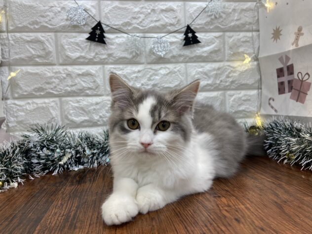 兵庫県のラガマフィン (ワンキャラット アミーゴ姫路飾磨店/2025年8月31日生まれ/男の子/ブルータビーホワイト)の子猫の2枚目の画像