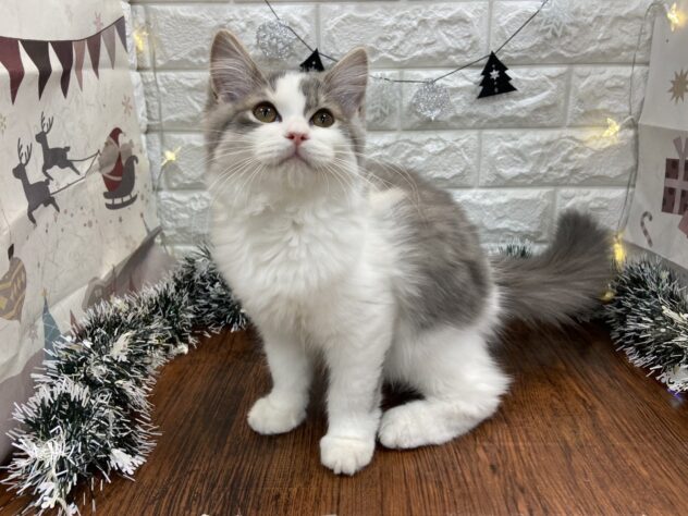 兵庫県のラガマフィン (ワンキャラット アミーゴ姫路飾磨店/2025年8月31日生まれ/男の子/ブルータビーホワイト)の子猫の1枚目の画像