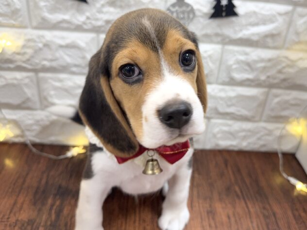 兵庫県のビーグル (ワンキャラット アミーゴ姫路飾磨店/2025年10月2日生まれ/男の子/ブラックタンホワイト)の子犬の2枚目の画像