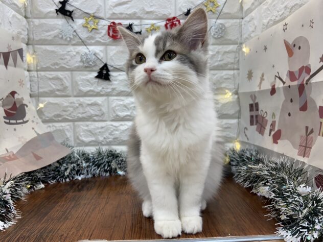 兵庫県のラガマフィン (ワンキャラット アミーゴ姫路飾磨店/2025年8月31日生まれ/男の子/ブルータビーホワイト)の子猫の3枚目の画像